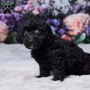 Ruff, Miniature Poodle Puppy